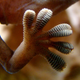 Illustration for article titled Super-Sticky Gecko Feet Inspire Strapless Bra Design